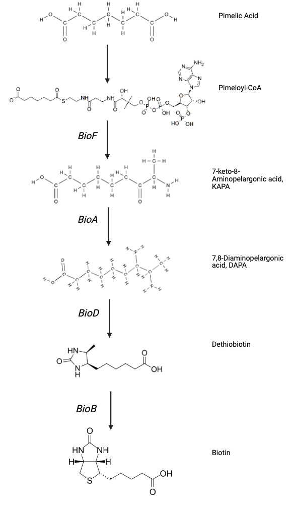 Four chemical reactions in biotin synthesis